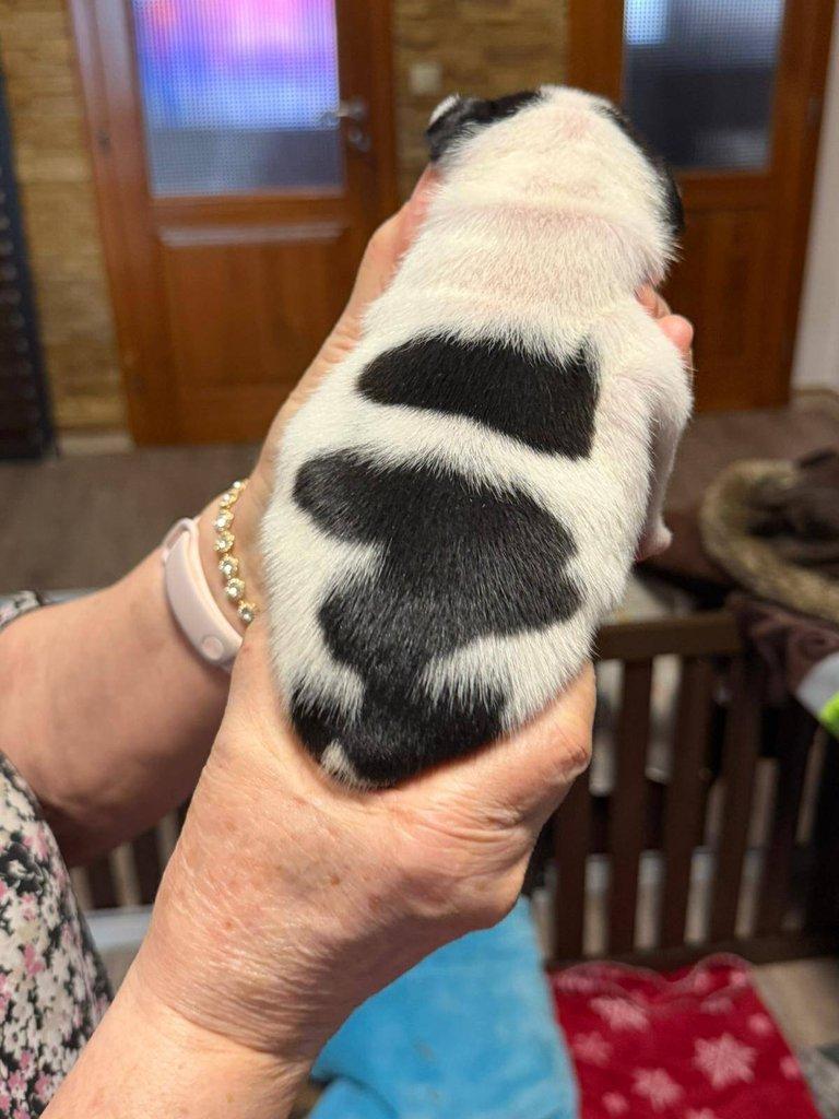 Štěňátka francouzských buldočků