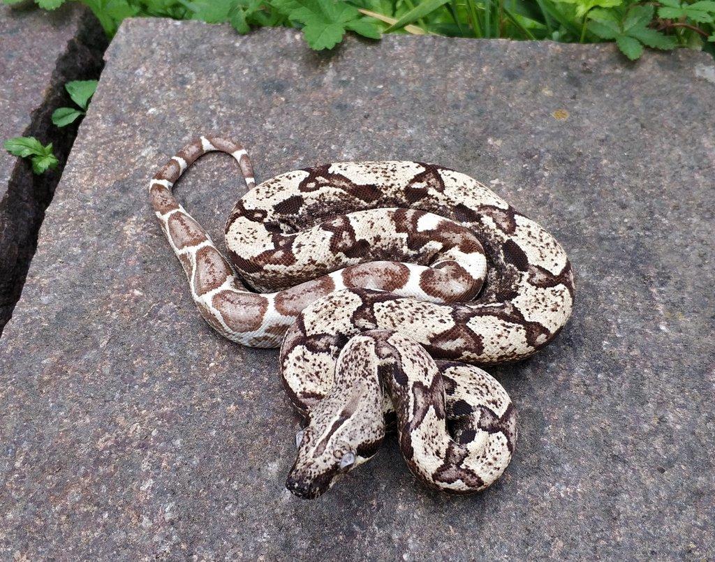 Boa imperator - Scoria Paradigm, IMG Arctic, IMG Paradigm