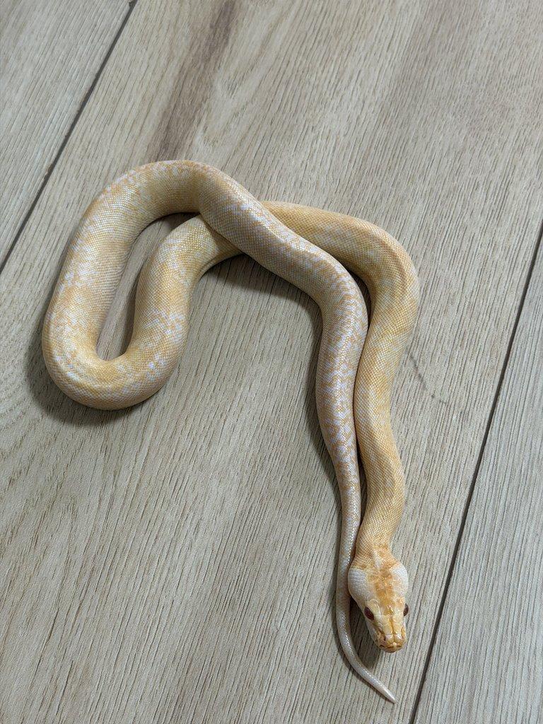 Krajta tmava Albino granit