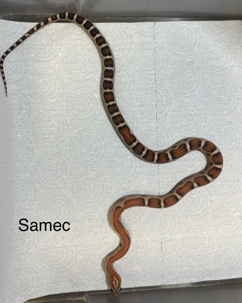 Užovka červená scaleless het scaleless