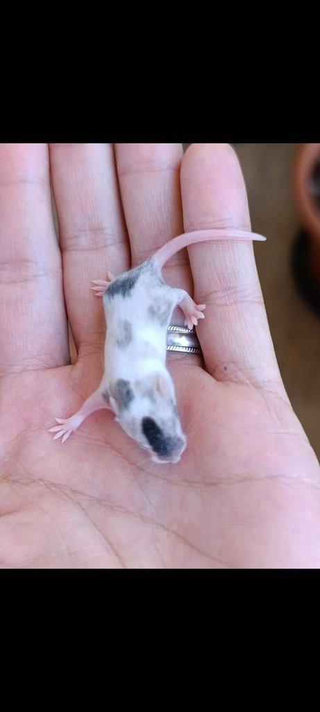 Barevné Fancy myšky