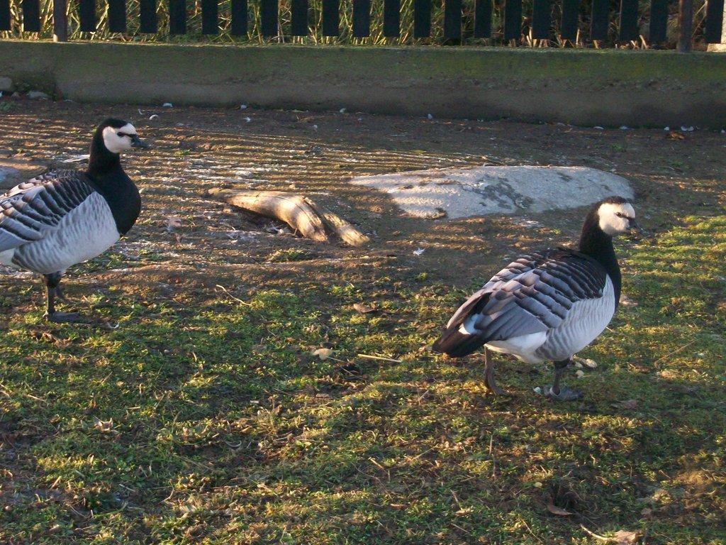 husy velké, indické, bernešky a husice