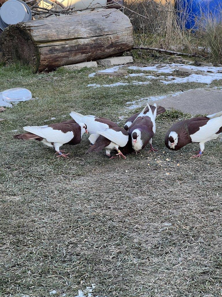 Český stavák červený Sedlatý- Holoubata