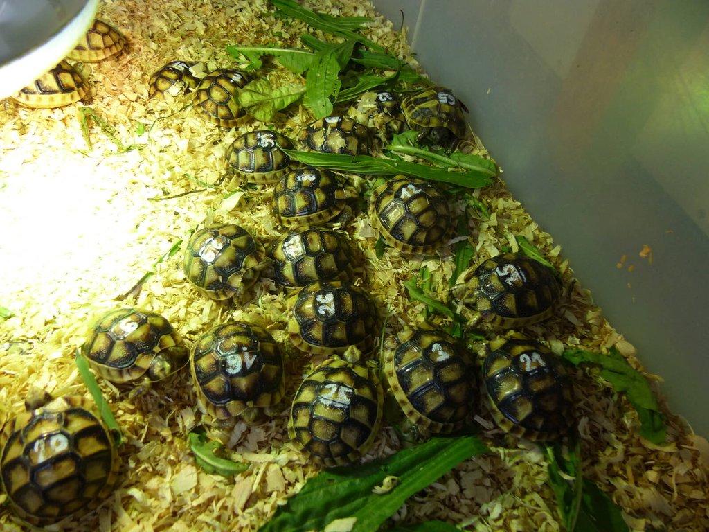 Želva vroubená (Testudo marginata)