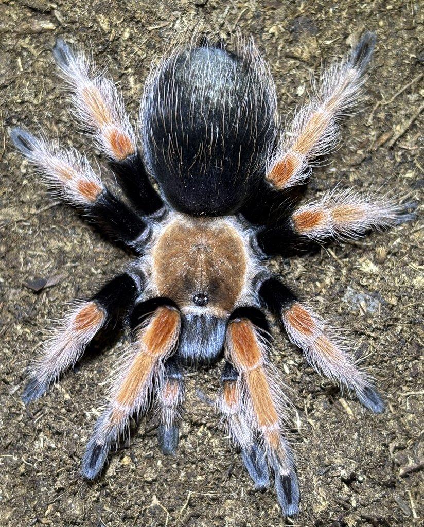 B. hamorii, B. boehmei, M. balfouri, G. pulchripes, H. pulchripes ...