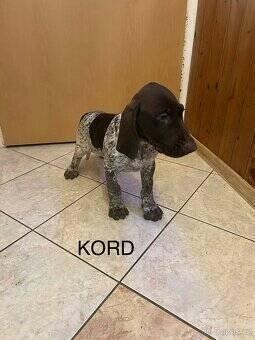 Německý krátkosrstý ohař – štěňata po pracovních rodičích