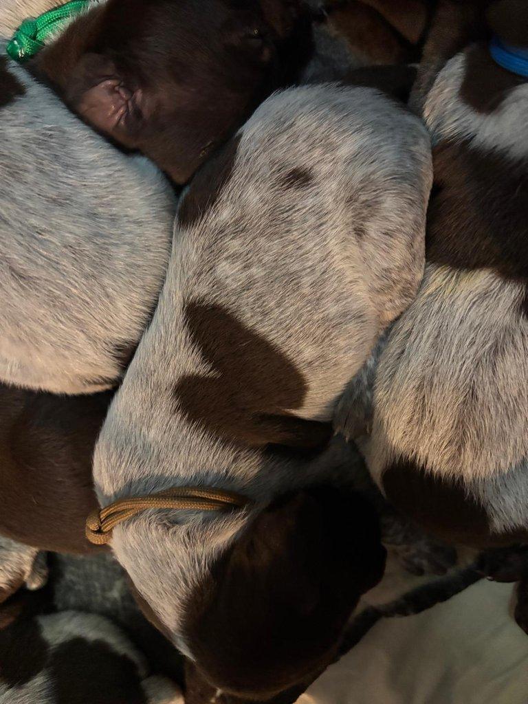 Německý krátkosrstý ohař - štěňata s PP