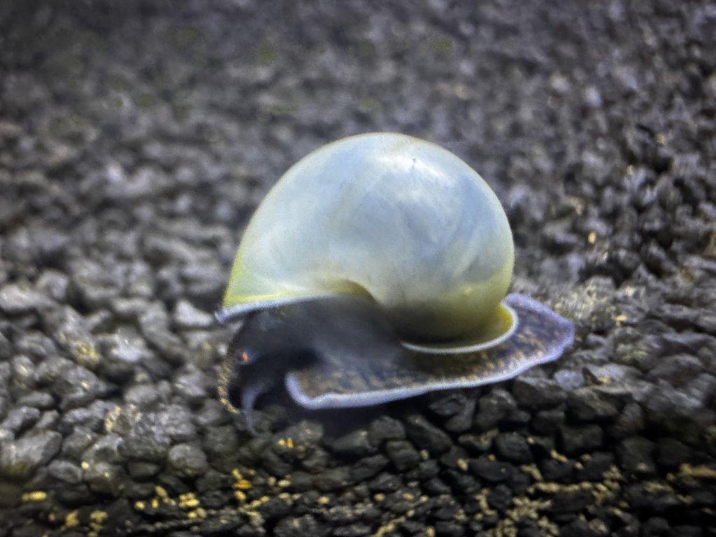 Ampulárie (měchýřovka)