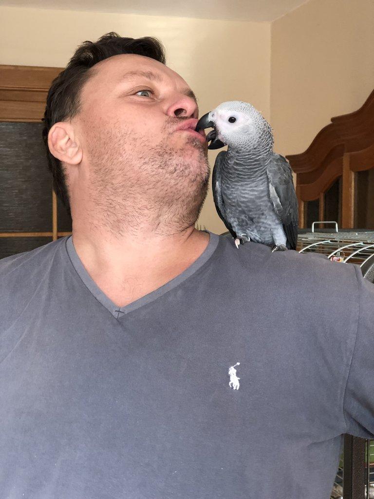 Prodám samičky Žako kongo