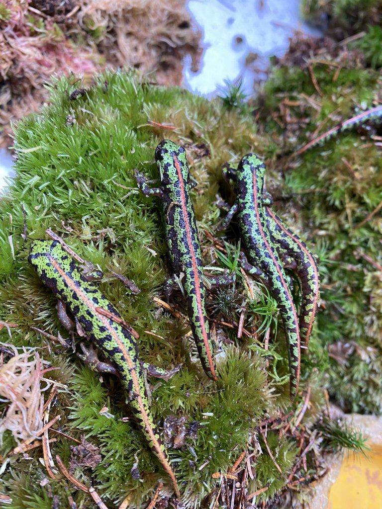 Čolci Triturus pygmaeus pygmaeus - Faunatrhy Ostrava