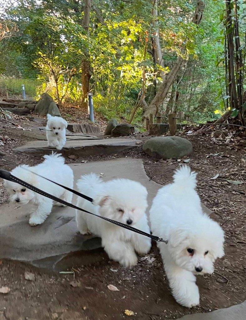 Bišonek frišonek na prodej.