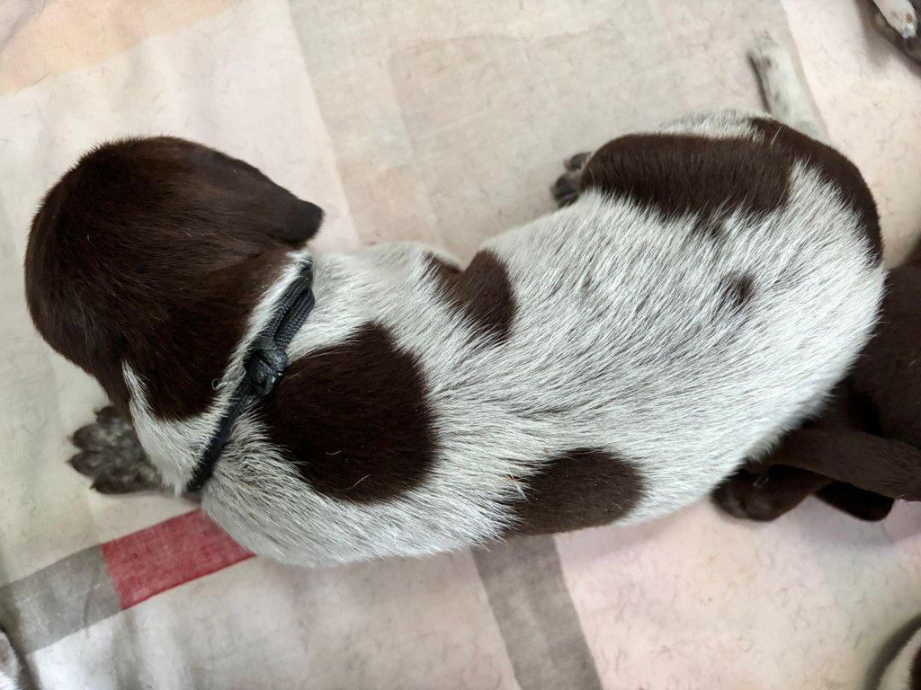 Německý krátkosrstý ohař - štěňata s PP