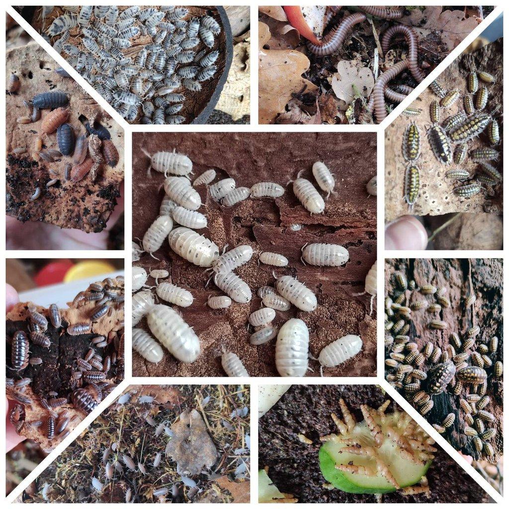Isopody, švábi, šneci, mnohonožky