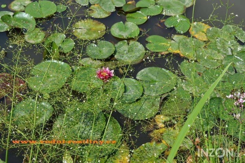 vodní rostliny