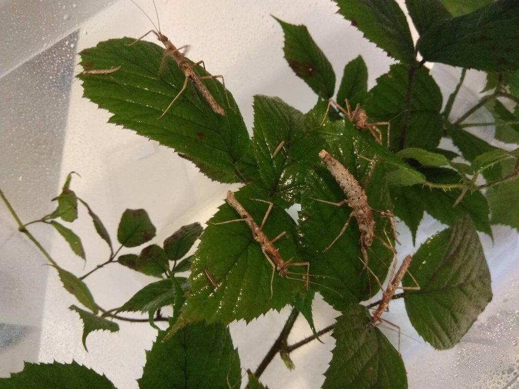 Strašilky Neohirasea Nana