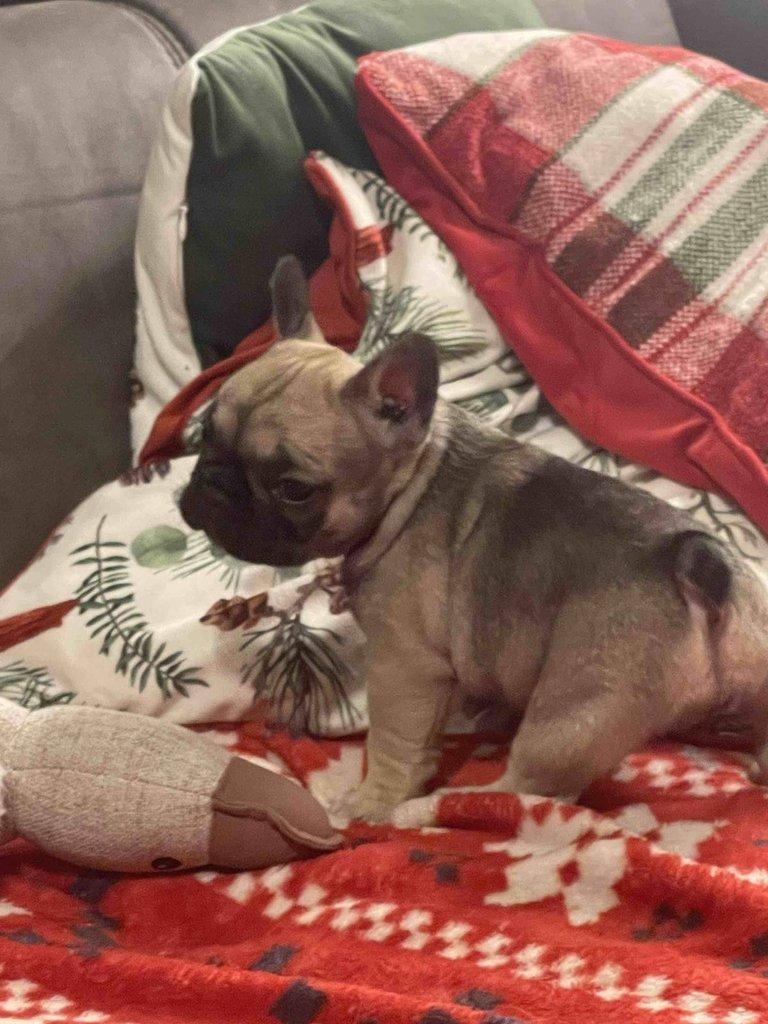 Štěňátka francouzských buldočků s PP FCI