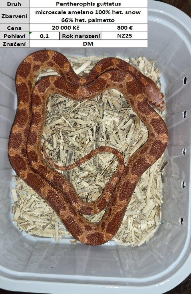 Pantherophis guttatus