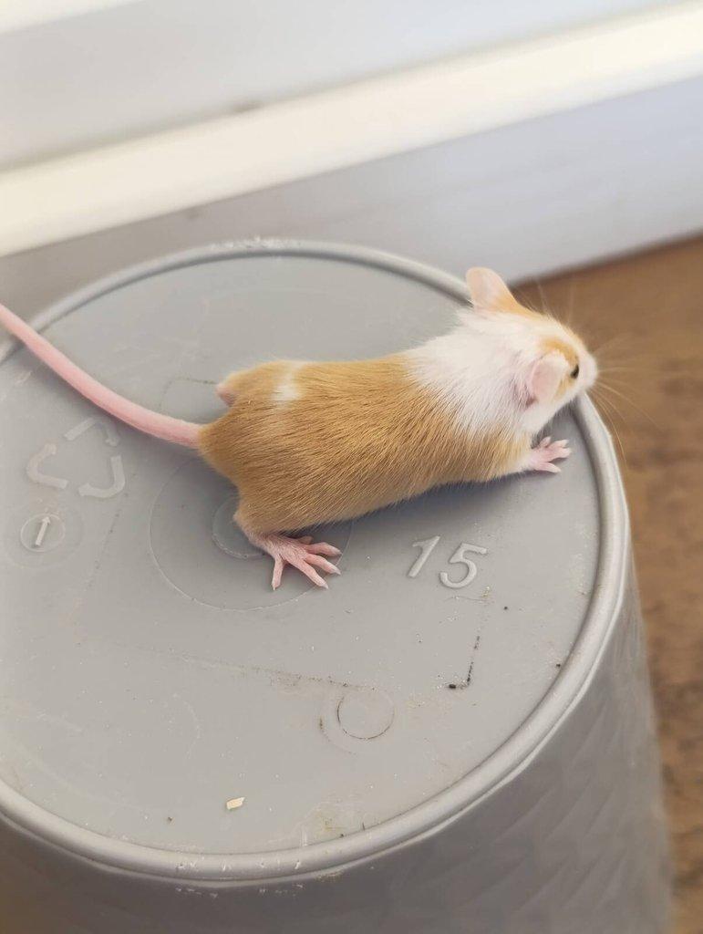 Barevné Fancy myšky