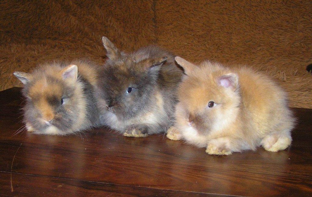 Teddy králíčci mláďata