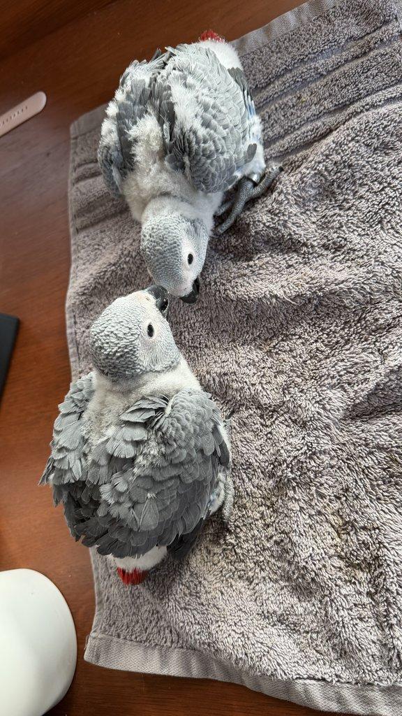 Prodám samičky Žako kongo