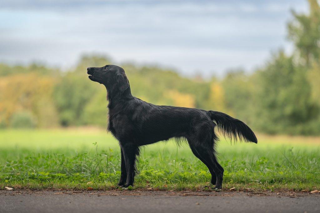 Štěňátka Flat Coated Retriever s PP