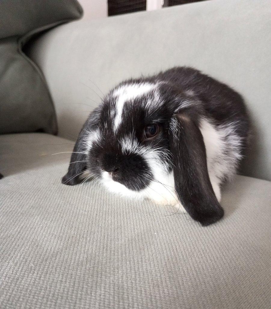 Zakrslý beránek králíček