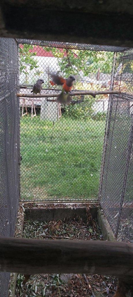 Papoušek červenobřichý - rufiventris