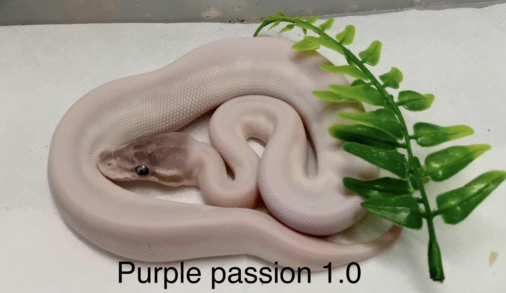 Krajta královská - aktuální nabídka 30.3