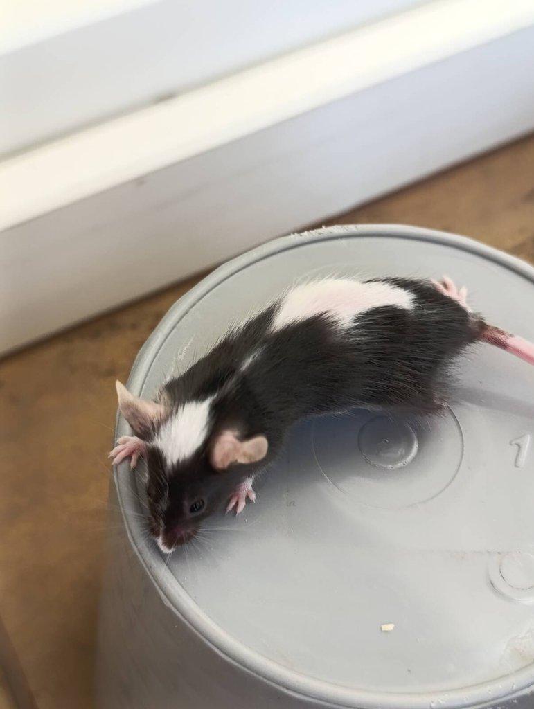 Barevné Fancy myšky