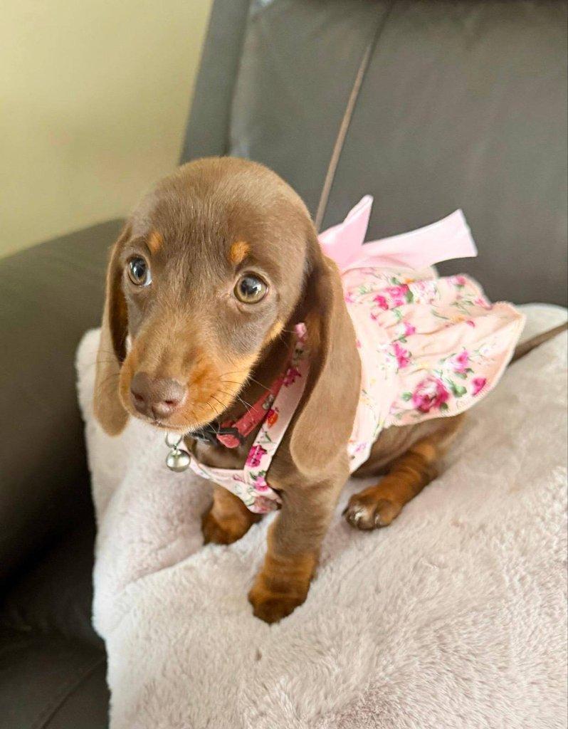 Prodám štěňátko Jezevčík, hladkosrstý fenečka.