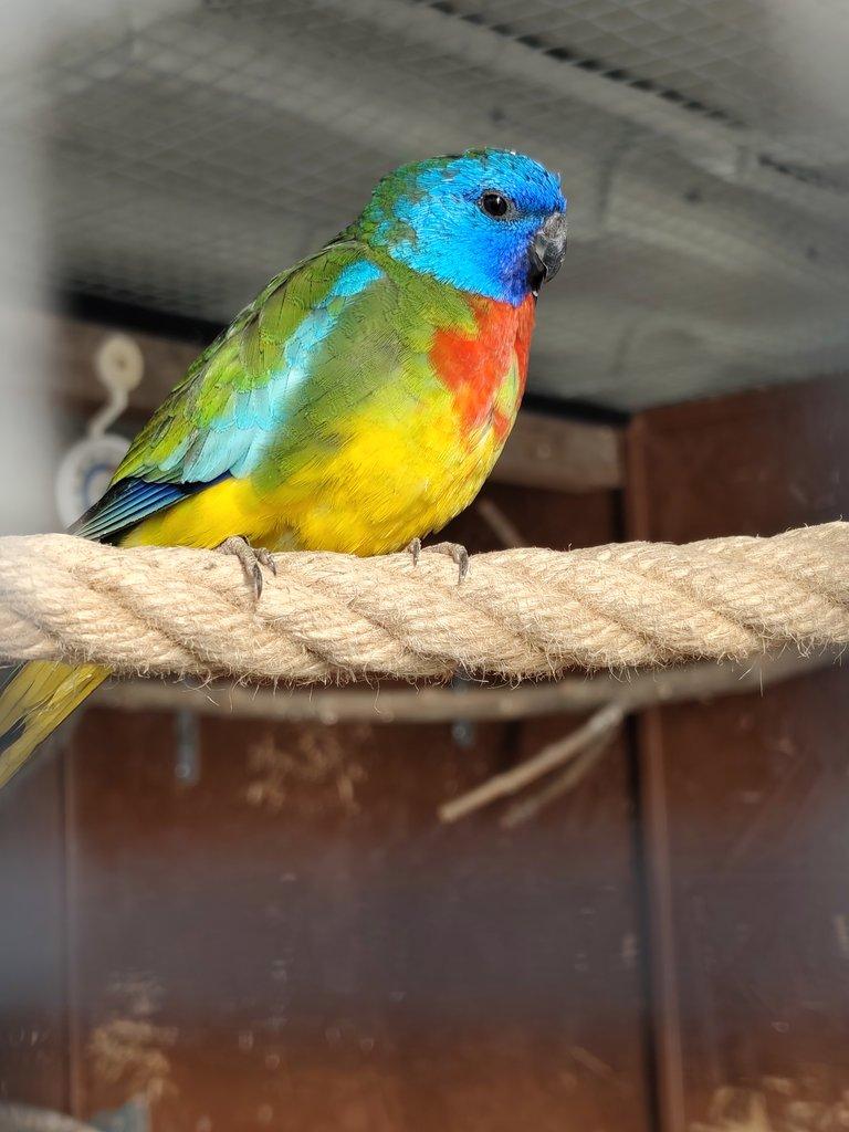 Neoféma modrohlavá