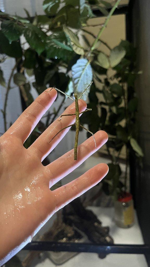 Flexárium se strašilkami