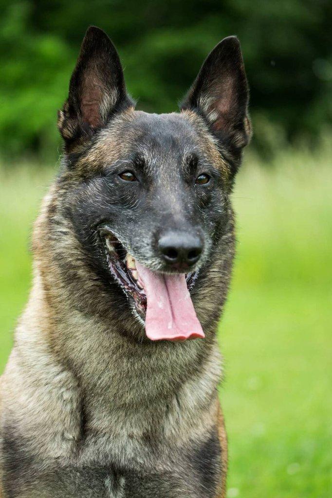 Nabízím štěňátka belgického ovčáka malinois