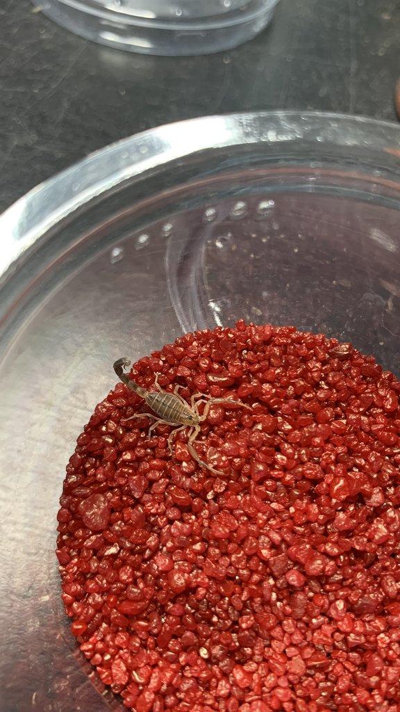 Štíři - aktuální nabídka 13.11