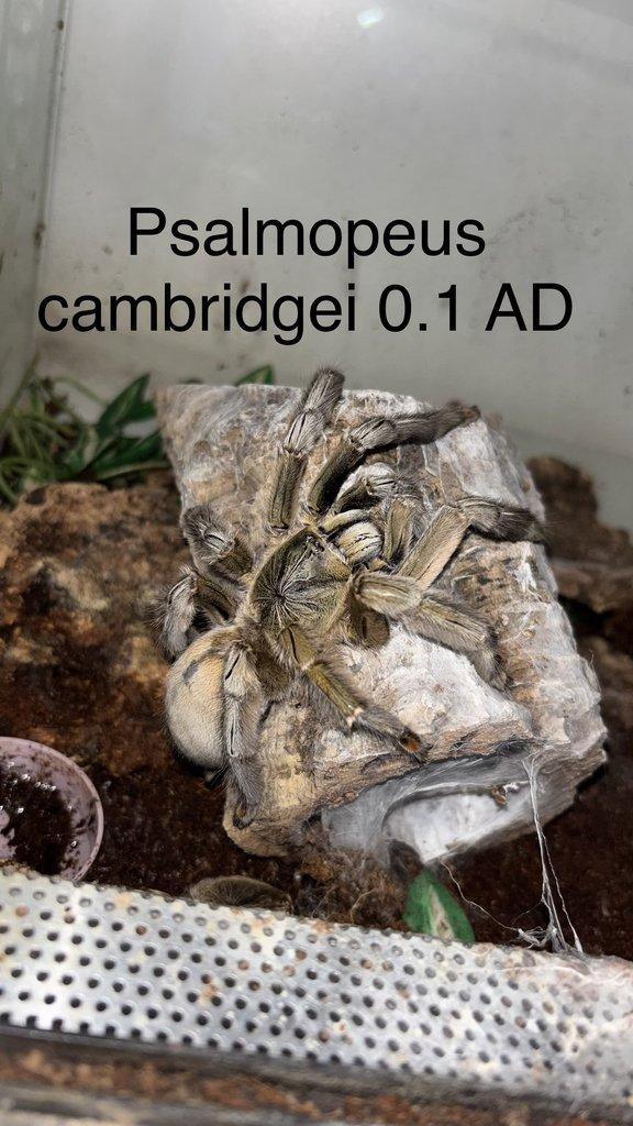 Sklípkani - aktuální nabídka 21.4.