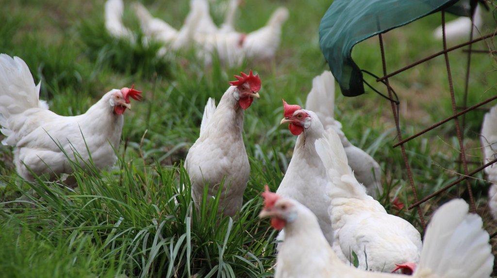 Slepice Nosnice Dominanty 22 týdnů staré, těsně před snáškou, 10 barev na výběr!