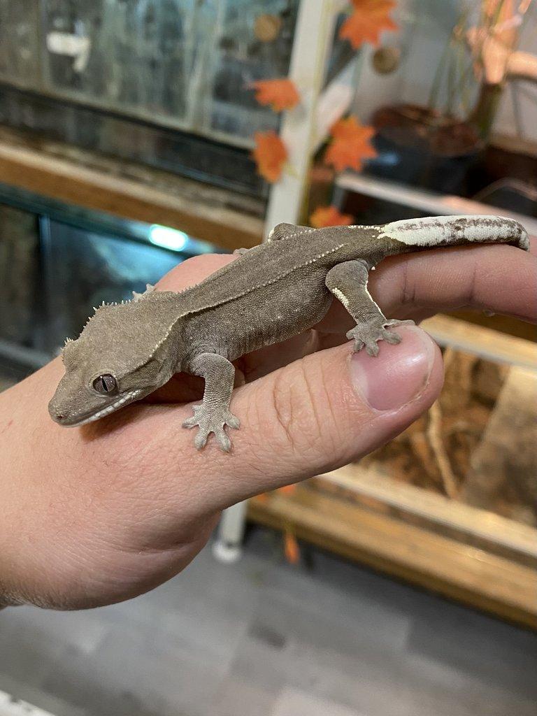 0.1 C. Ciliatus AXANTHIC