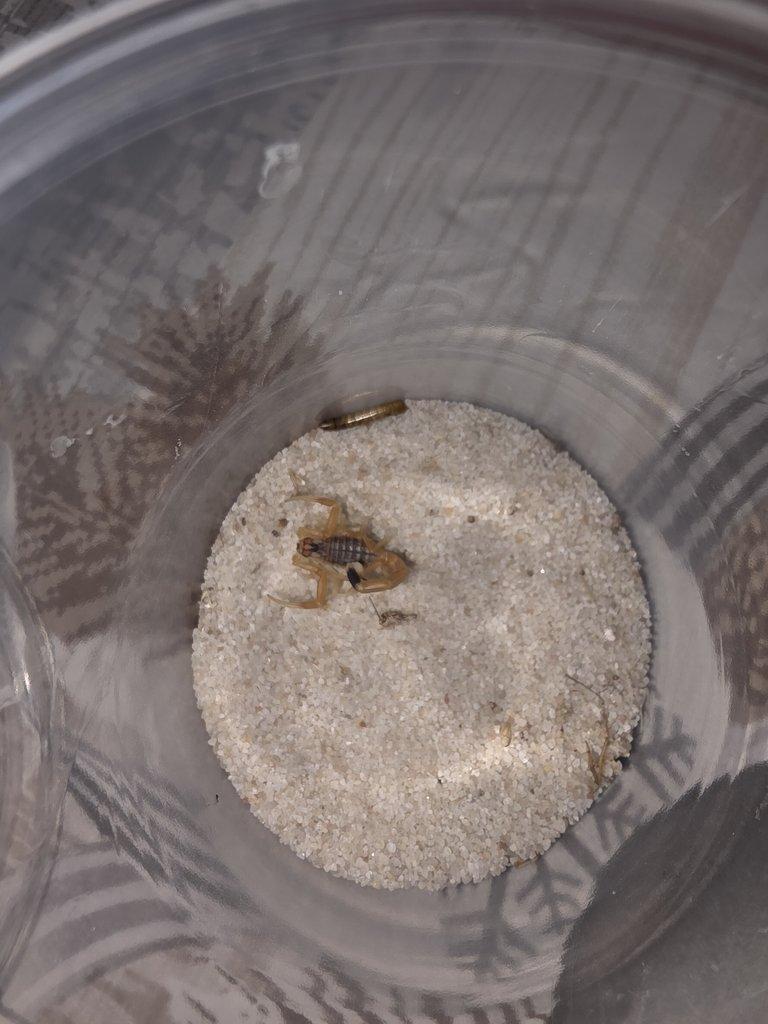 Nejjedovatější štír-Leiurus quinquestriatus-Top cena