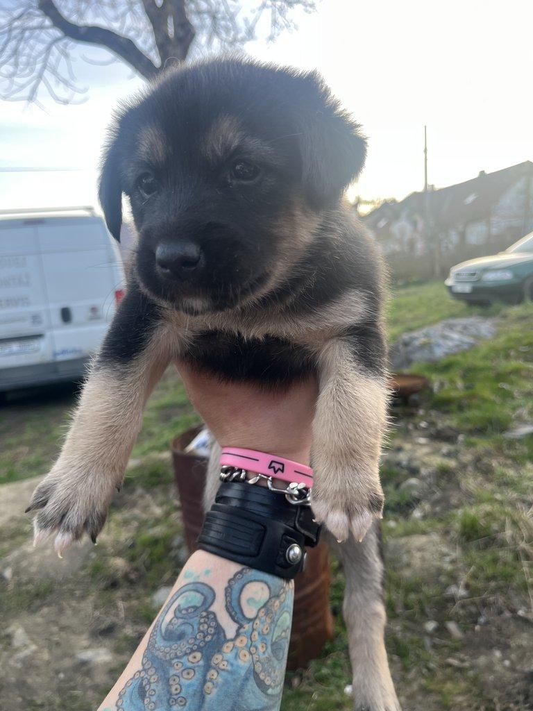 Prodám štěňátka