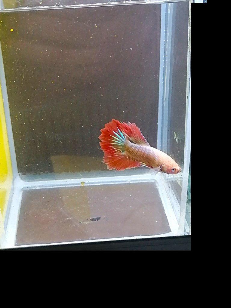 Betta Splendens - odchov