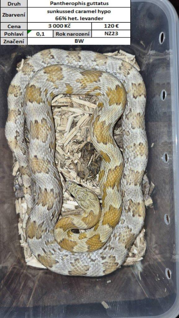 Pantherophis guttatus