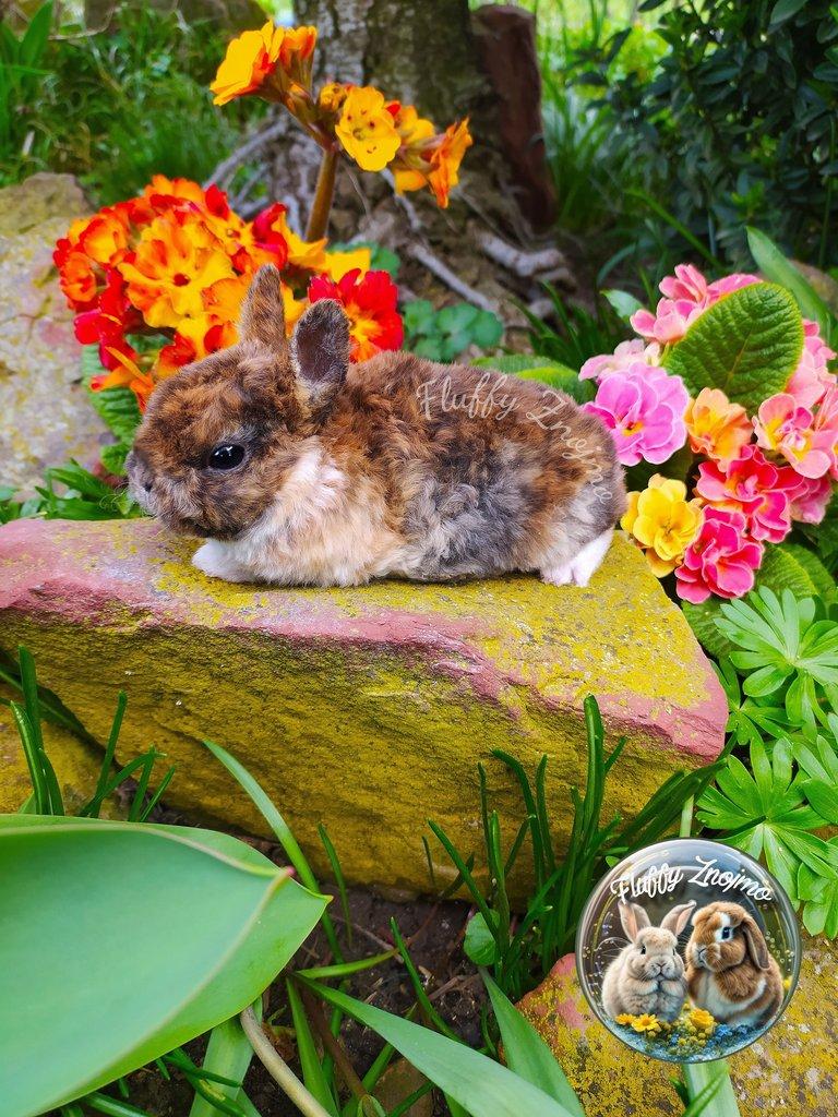 Zakrslí králíčci ze Znojma