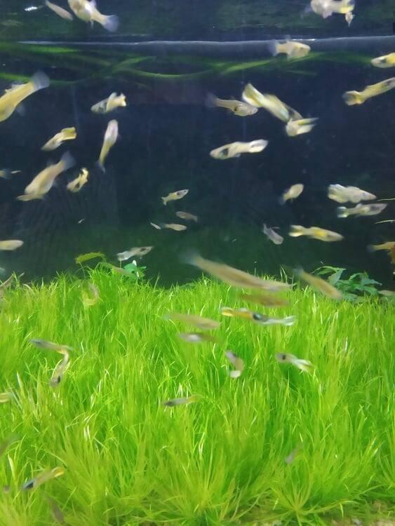 endlera tiger , Živorodka Wingeova Yellow tiger