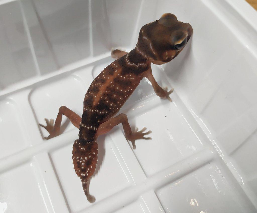 Nephrurus levis levis