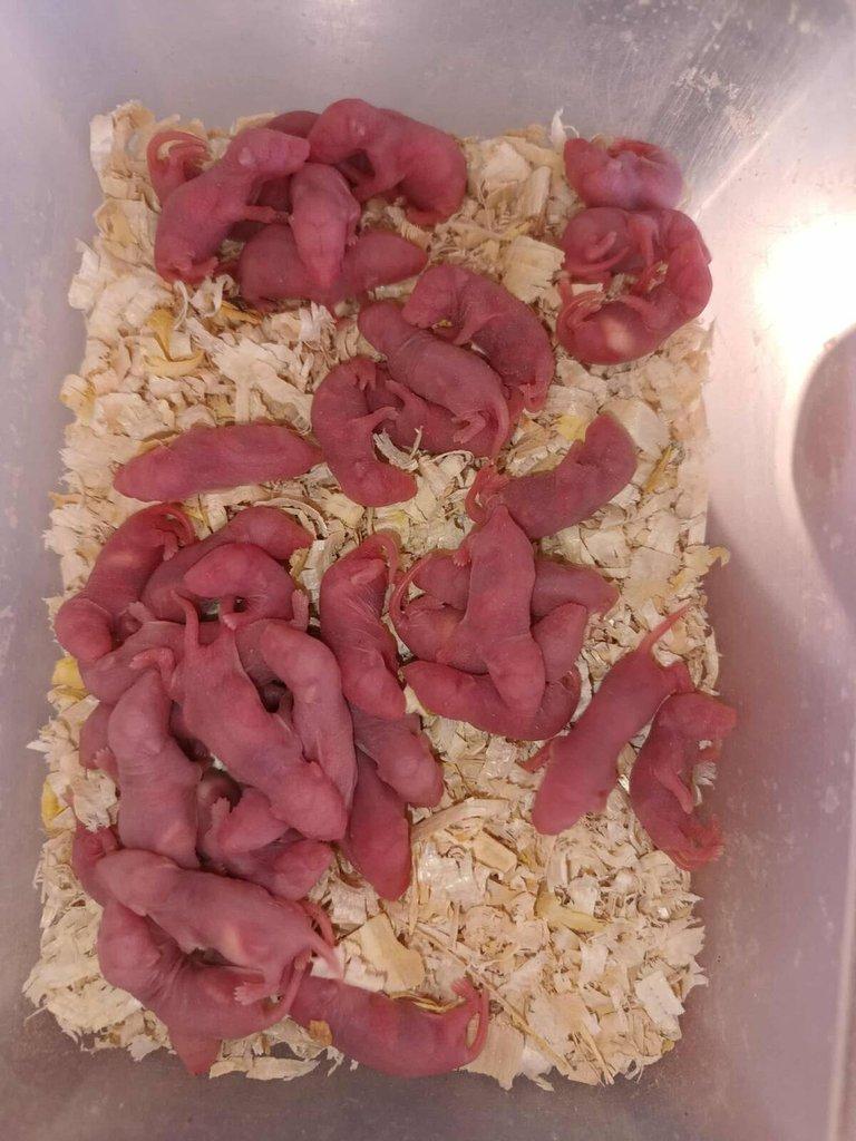 Potkani a myši k odběru - různé velikosti