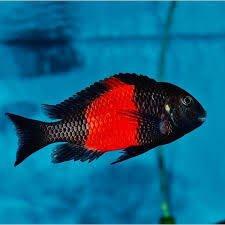 Tlamovci jezera Tanganika a Malawi.