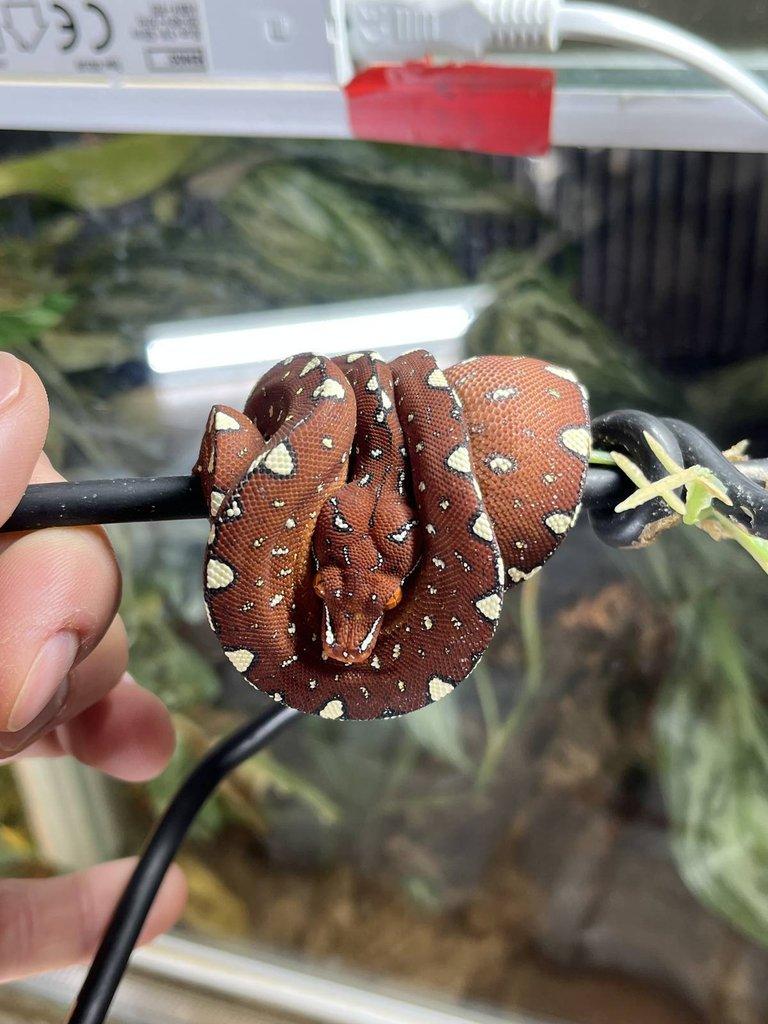 Morelia viridis Cyclop