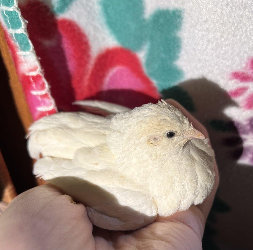 Křepelka čínská - Pár