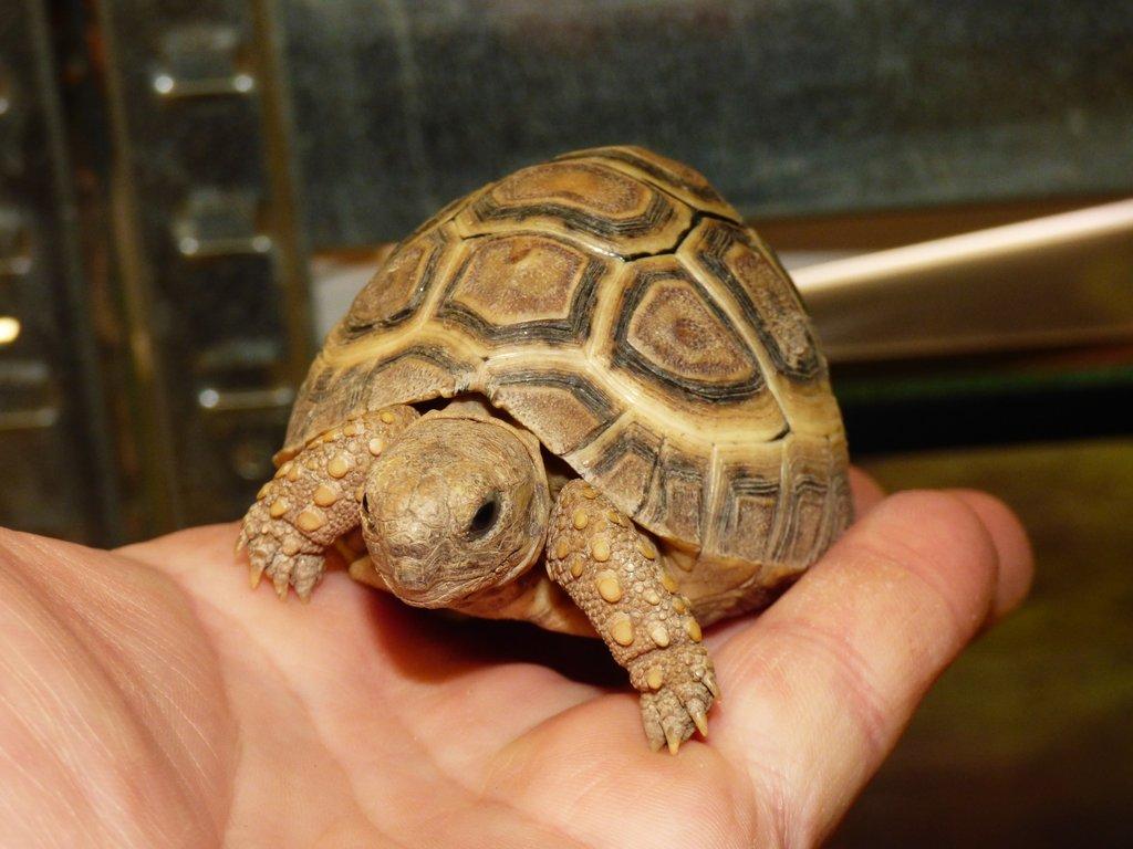 Želva pardálí (Stigmochelys pardalis)