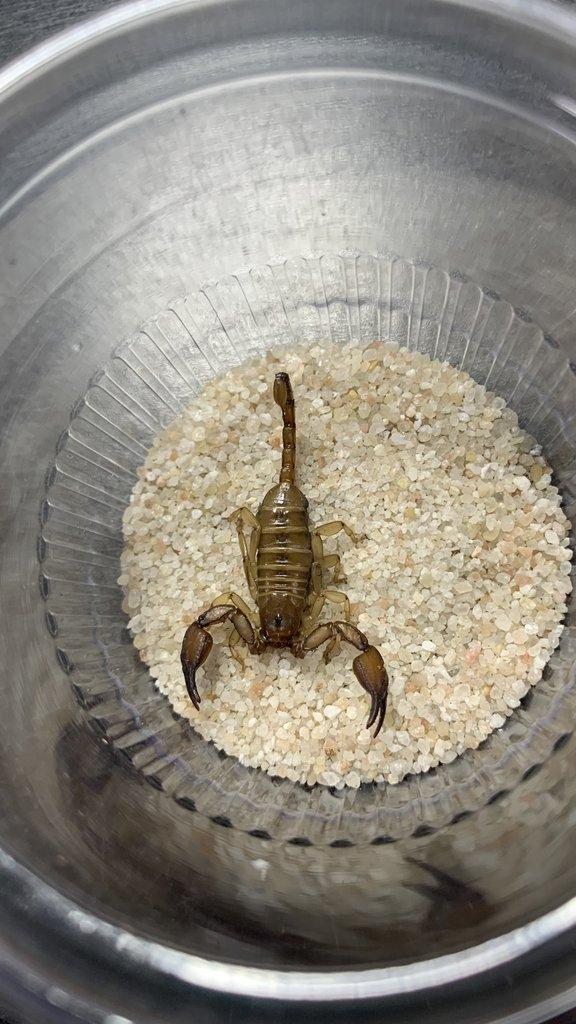 Štíři - aktuální nabídka 13.11